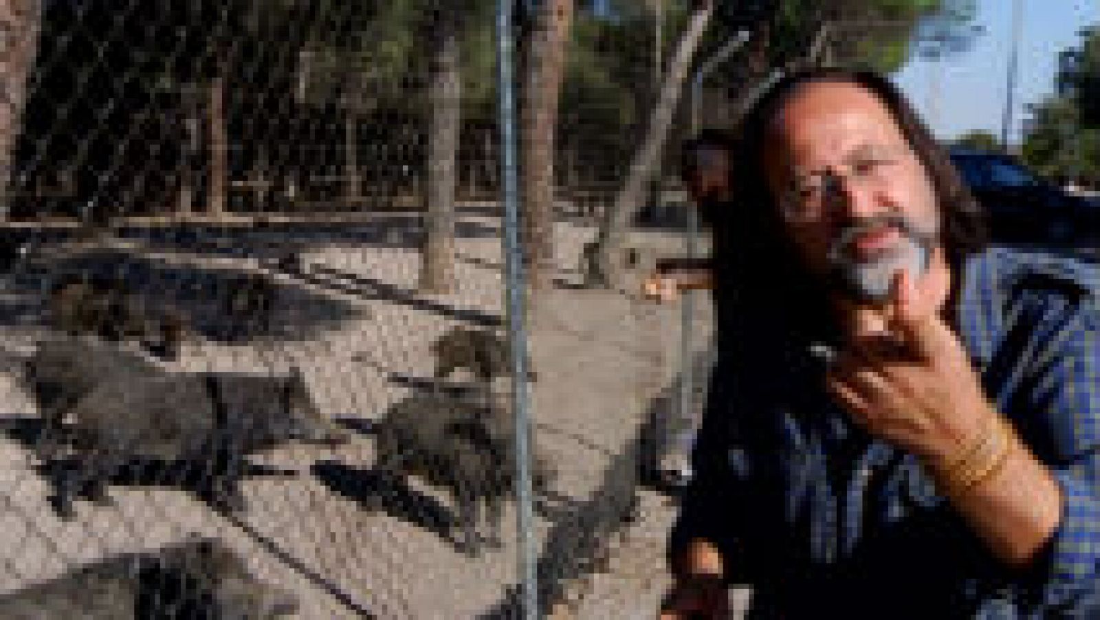 Animales salvajes junto a nosotros