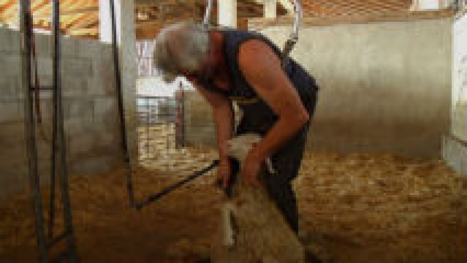 El negocio de la lana