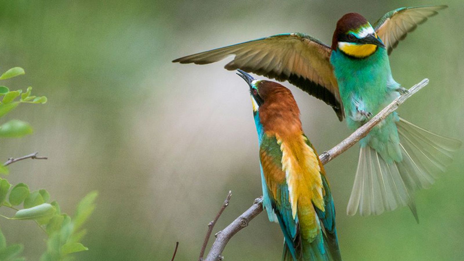 Grandes documentales - Eslovaquia salvaje - ver ahora