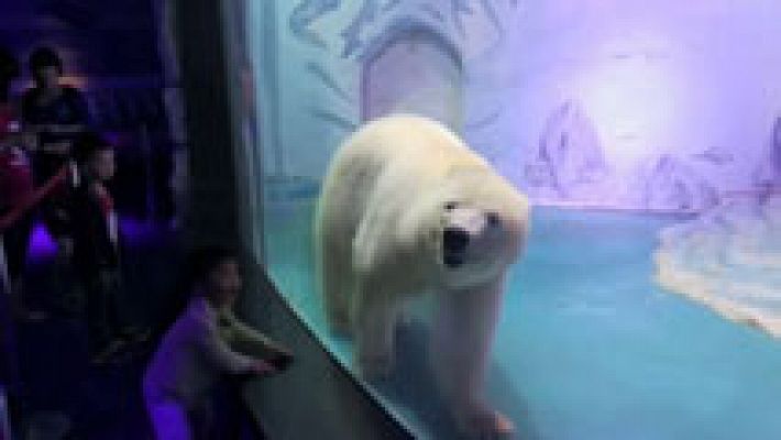 Telediario 1 - Un millón de personas pide la libertad para el oso más triste del mundo