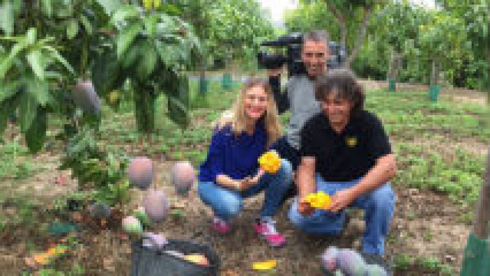 Cómo se cultiva el mango