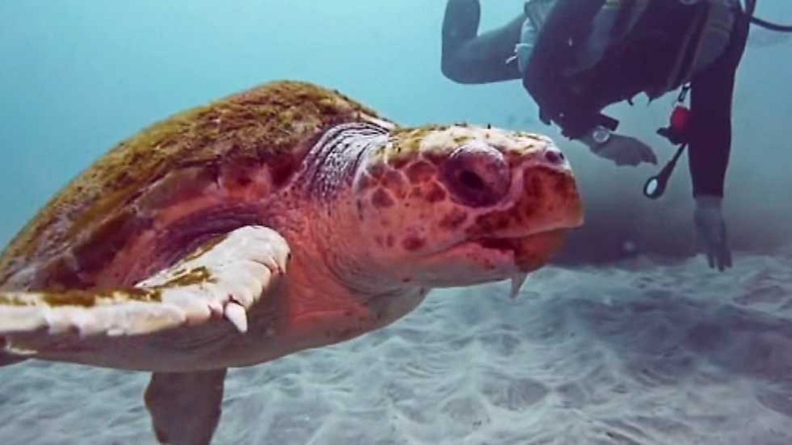 España en comunidad - 29/10/16 - ver ahora