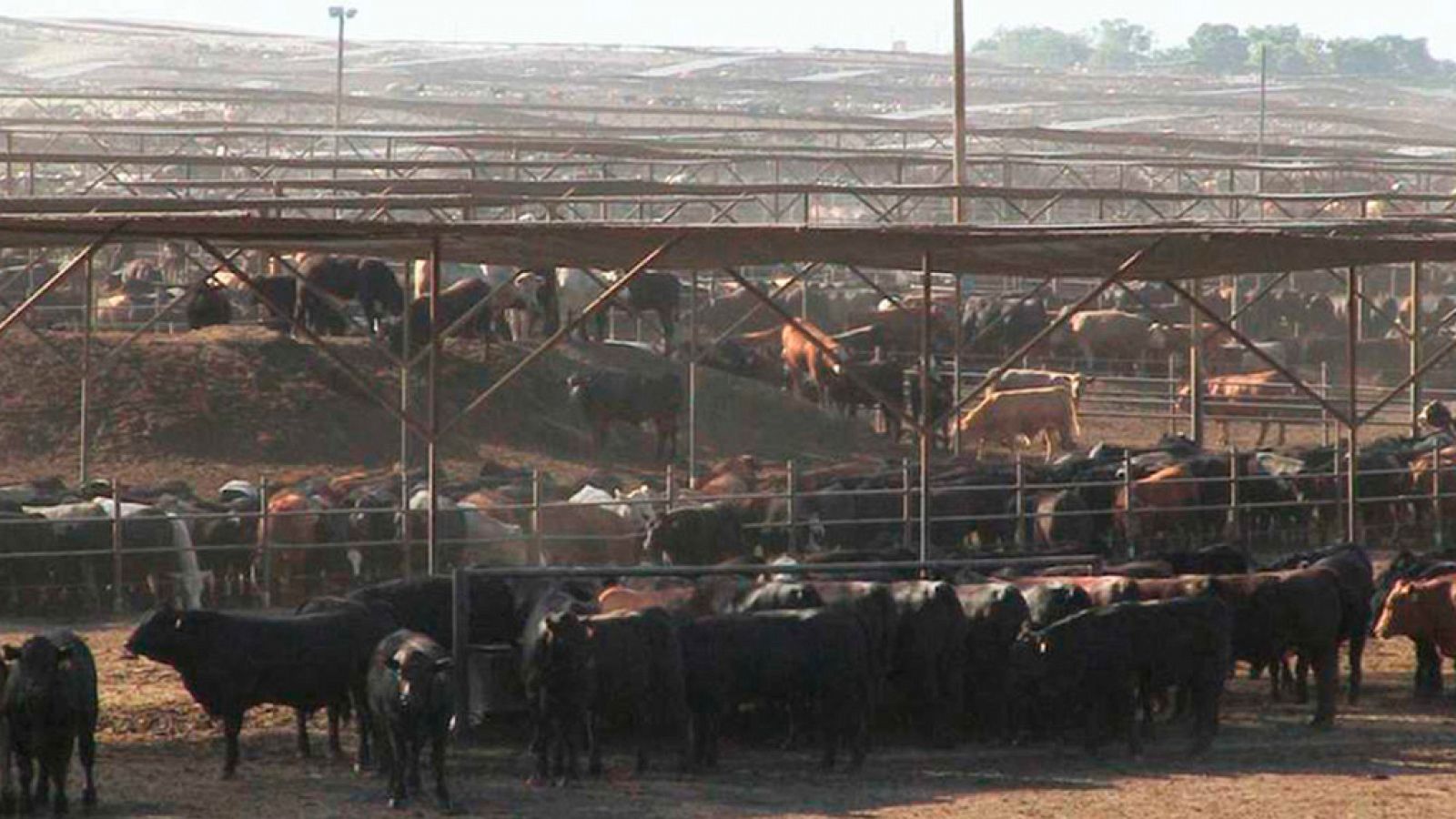 La noche temática - La buena mesa: Un mundo sin carne