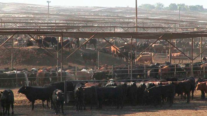 La buena mesa: Un mundo sin carne