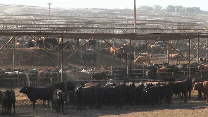 La noche temática - Un mundo sin carne