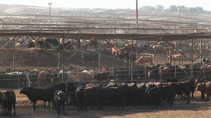 La noche temática - Un mundo sin carne