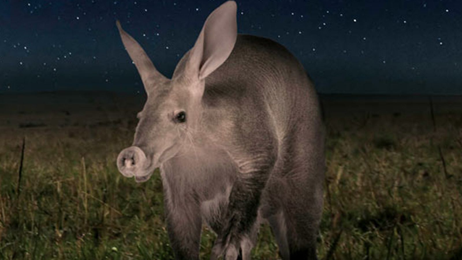 Grandes documentales - Una noche en la Tierra: África 1 - ver ahora