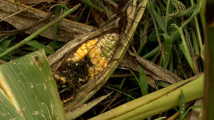 El escarabajo verde - La nueva plaga