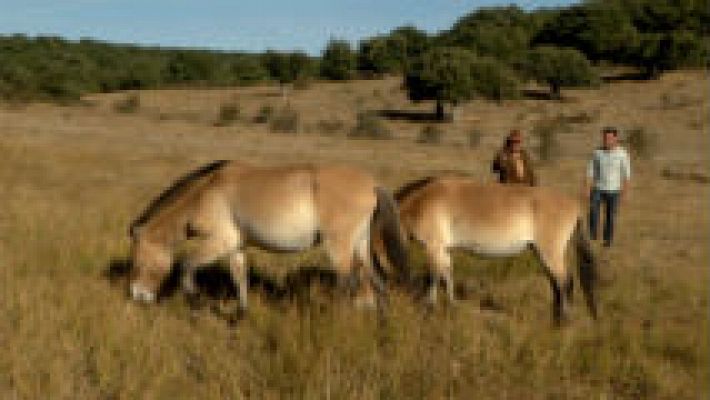 Caballos prehistóricos en las paredes ¡y en la vida real!