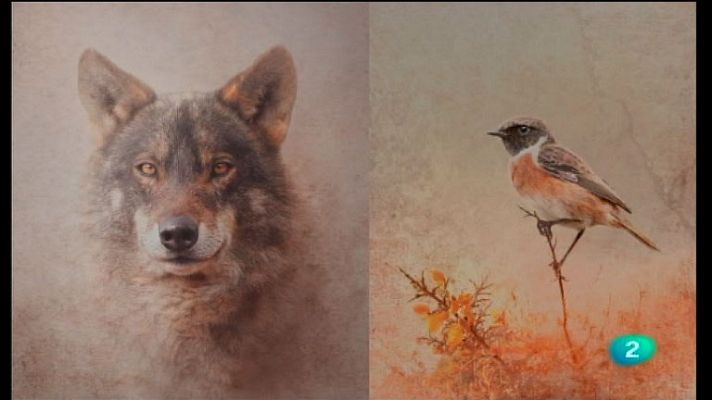 La aventura del Saber - Serie 'Artistas de Naturaleza'. Ángel Febrero