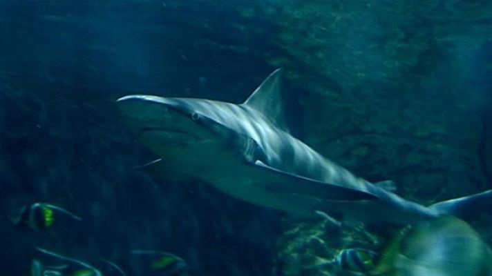  - Poema del mar Canarias