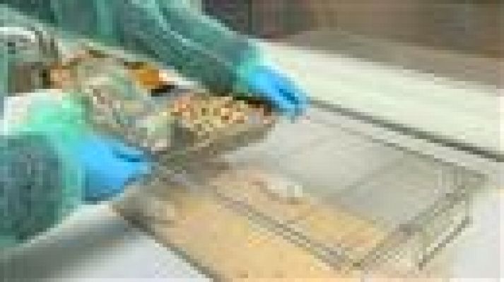 Telecanarias - Telecanarias - 09/11/2016