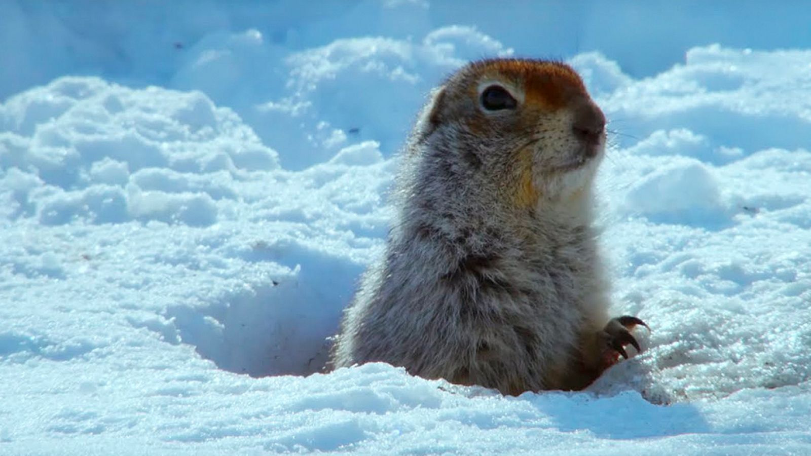 Grandes documentales - Alaska Salvaje: Invierno