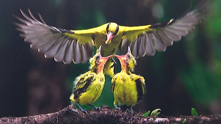 Telediario 1 - Las fotos finalistas del premio 'Wildlife fotógrafo del año' se presentan en Madrid