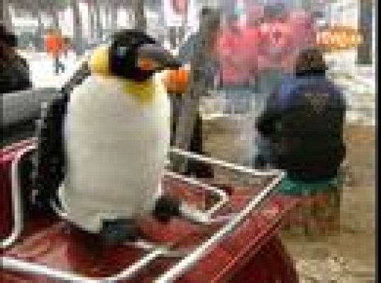  - Pingüinos no teme al frío