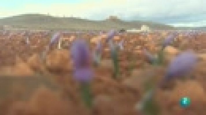 Agrosfera - Azafrán