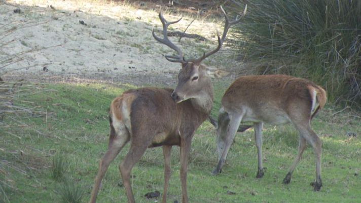 Cerco a Doñana