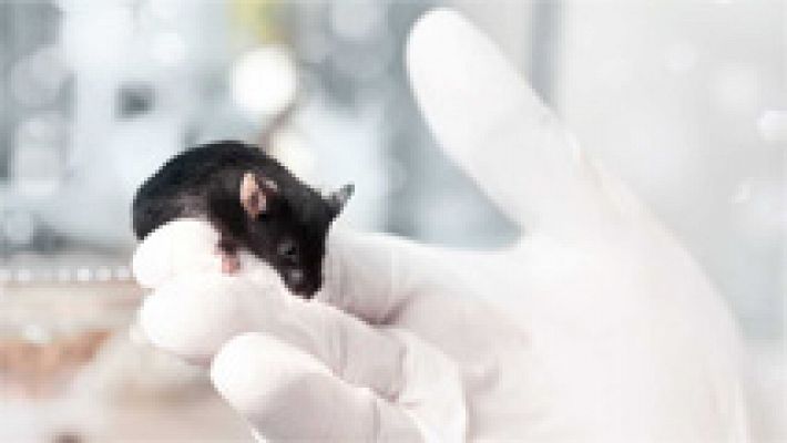 Una nueva técnica genética corrige parcialmente la ceguera en ratones