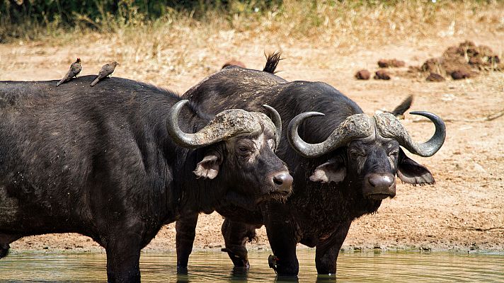La fortaleza del búfalo