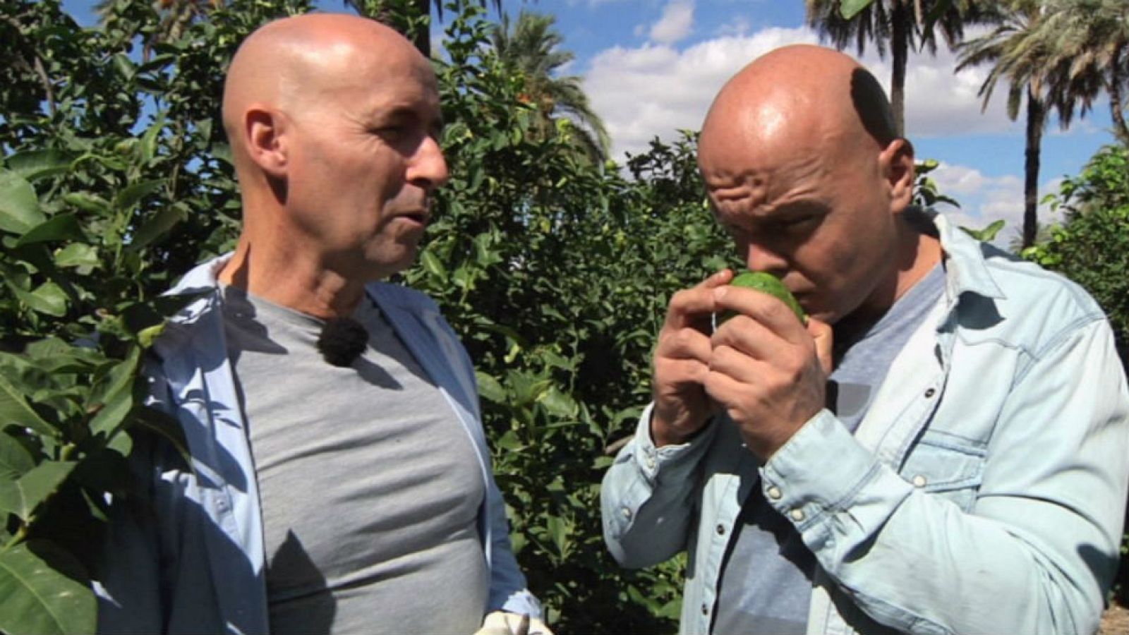 ¡Estos cítricos son primos hermanos!