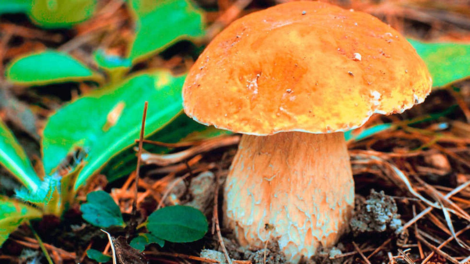 El escarabajo verde - Micófagos - ver ahora