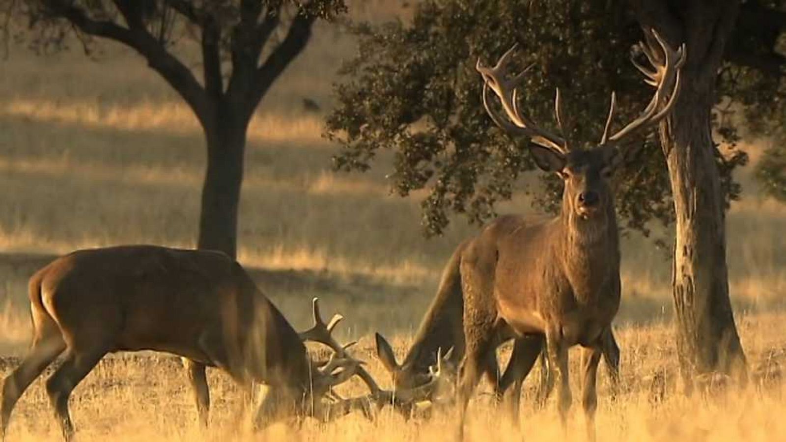 Jara y sedal - La Ribera Alta - ver ahora