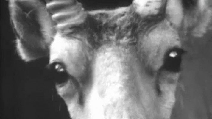 El planeta azul - El milagro de la saiga