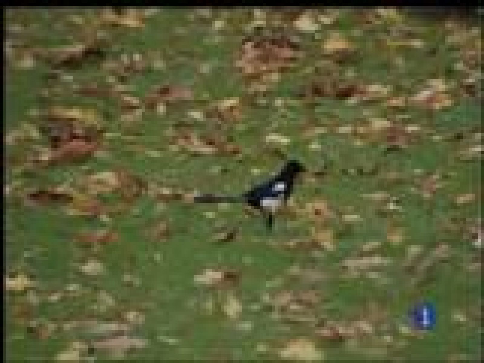 El tiempo en Asturias - 21/11/16 | Ver