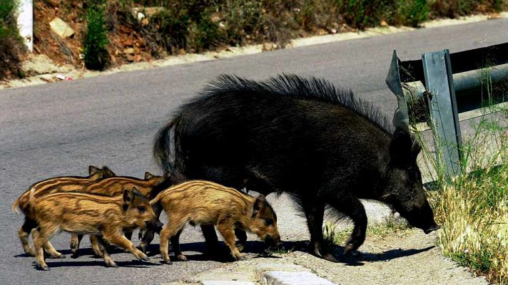 Telediario 1 - Jabalíes 'a sus anchas' por San Felipe, Ferrol