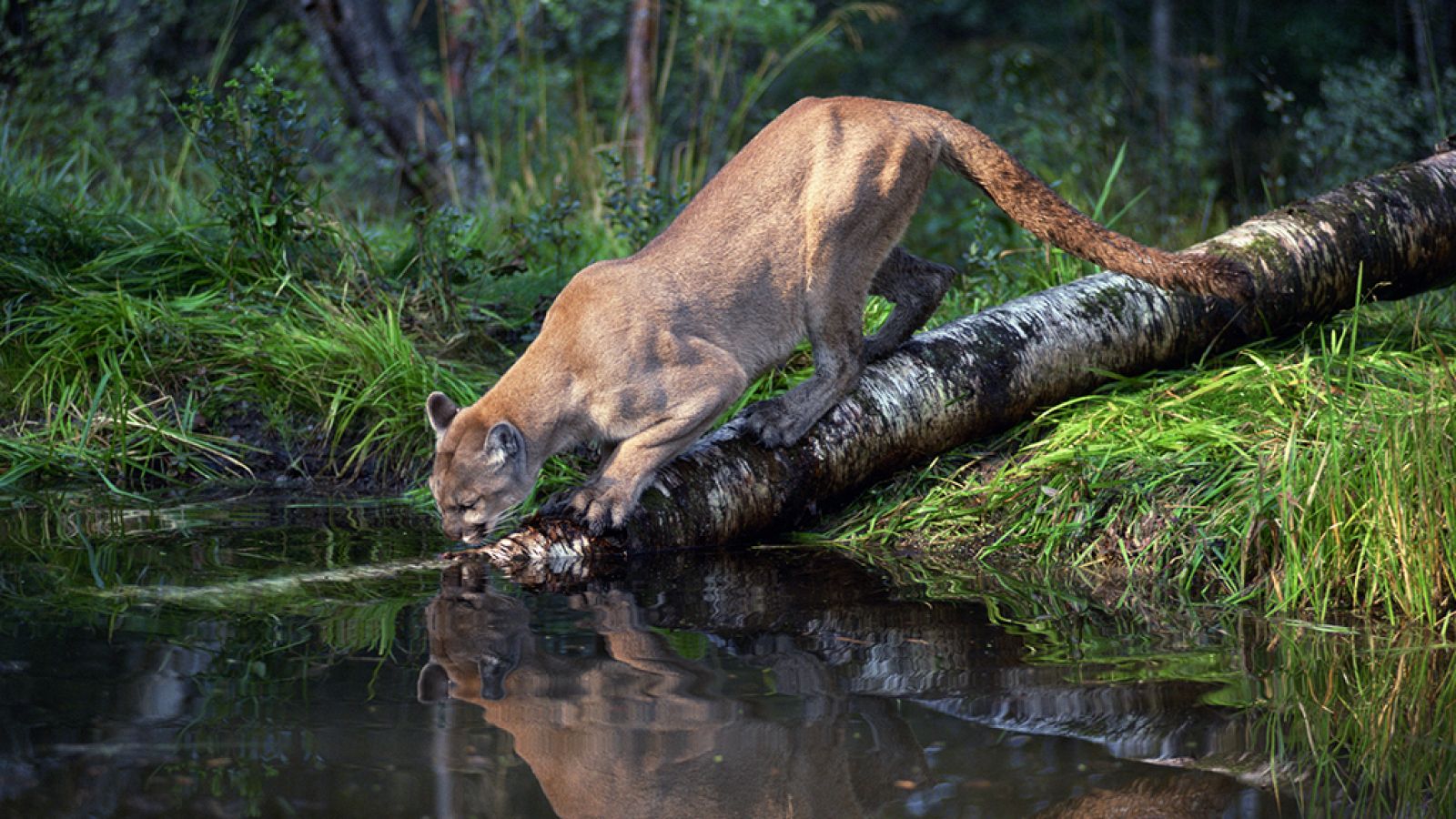 Grandes documentales: Mundo Natural: Pumas. La vida al límite RTVE Play