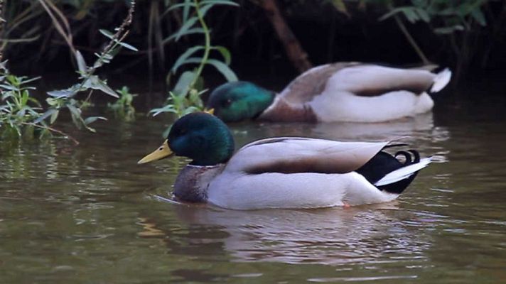Aquí la Tierra - Aquí la Tierra - 22/11/16