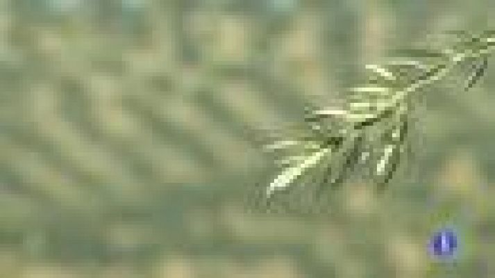 Noticias Andalucía - Noticias Andalucía 2 - 23/11/2016