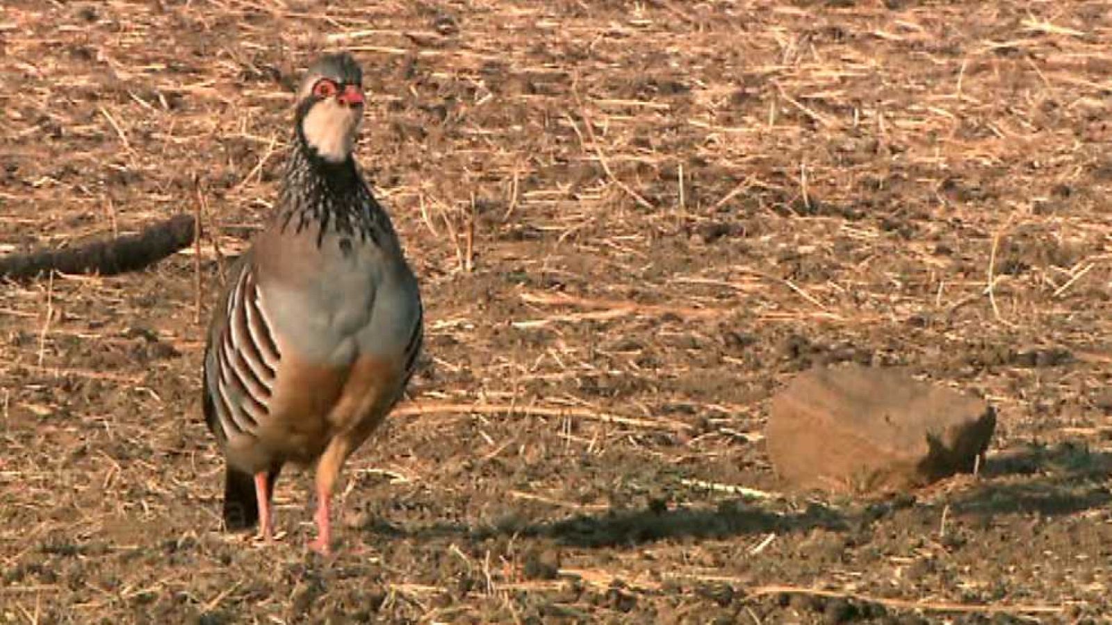 Jara y sedal - Cría y gestión de la perdiz roja - ver ahora