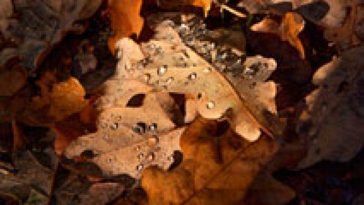 El tiempo - Cielo muy nuboso o cubierto con precipitaciones generalizadas