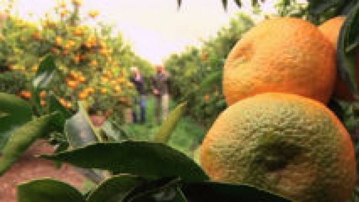 ¿Cuántos tipos de mandarinas conoces?