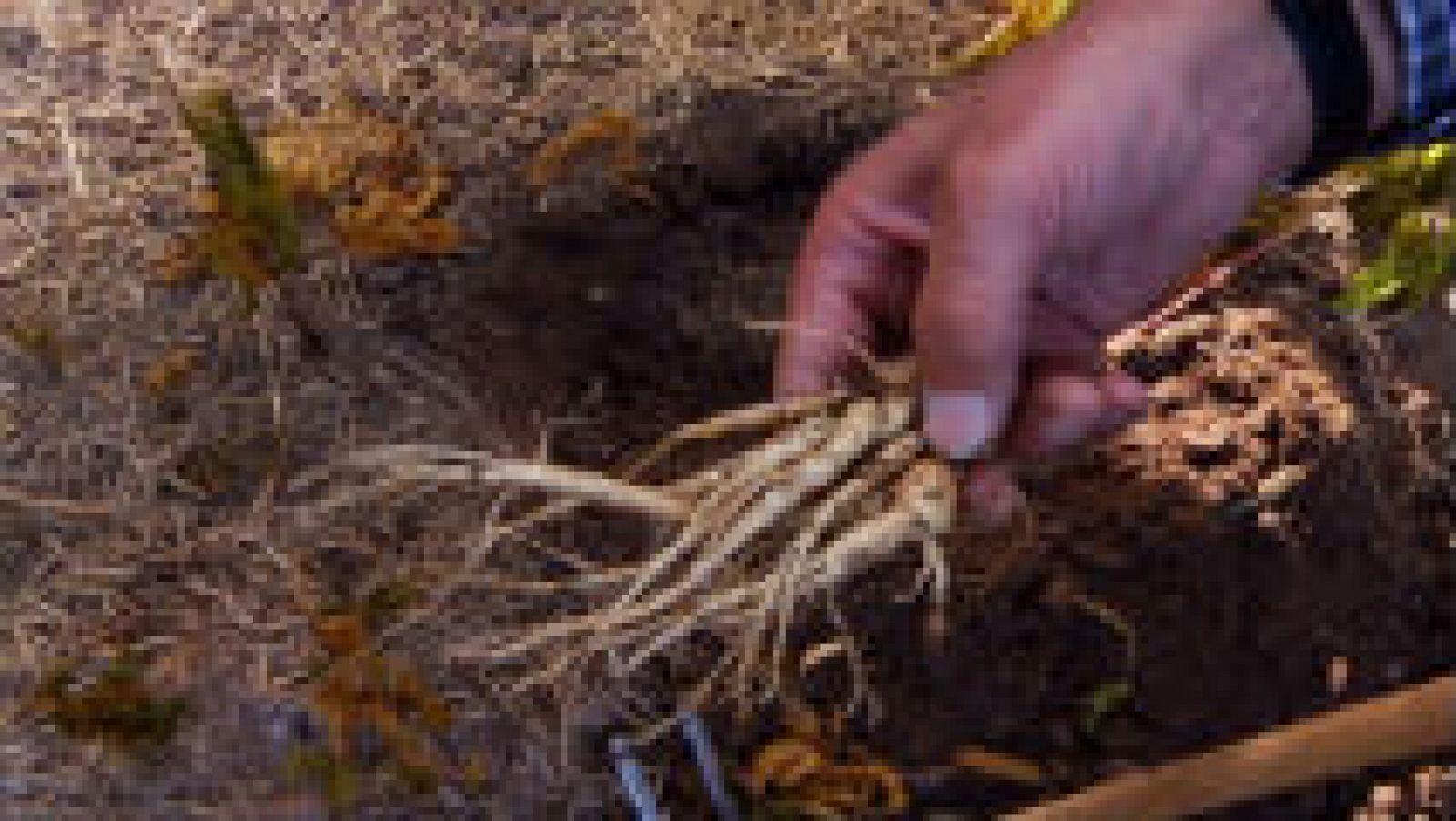 Cómo cultivar ginseng