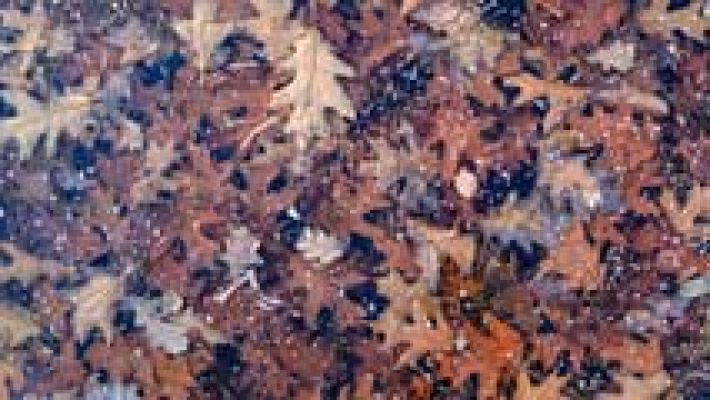 El tiempo - Cinco provincias del sur en riesgo por vientos y oleaje