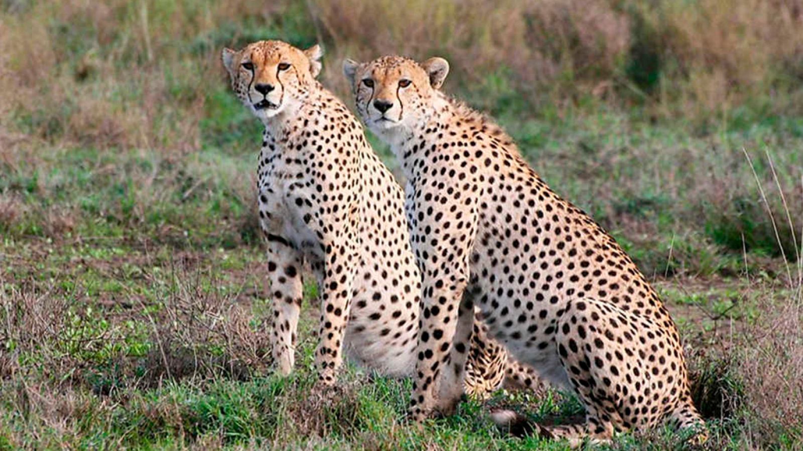 Grandes documentales - Sobrevivir en el Serengeti