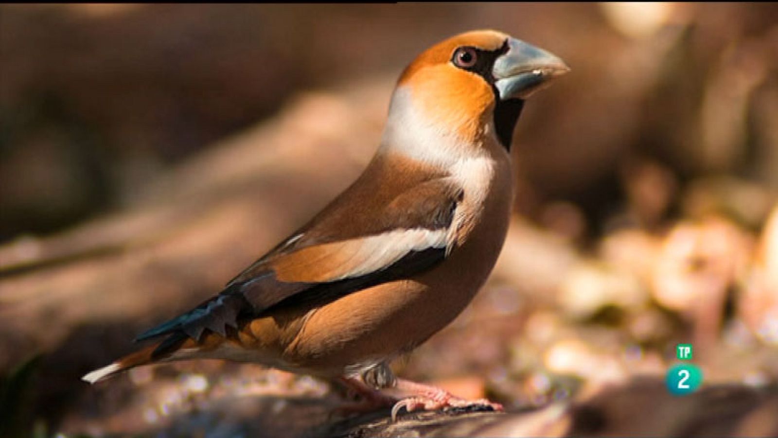 La Aventura del Saber. TVE. NaturaProp
