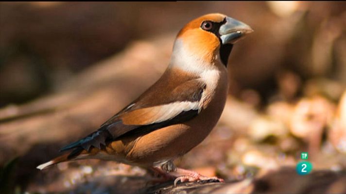 La aventura del Saber - NaturaProp