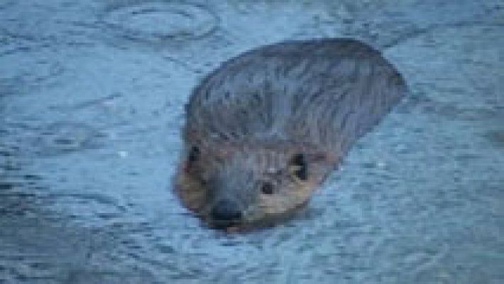 Telediario 1 - Argentina planea sacrificar 100.000 castores para evitar la destrucción de los bosques de Tierra de Fuego