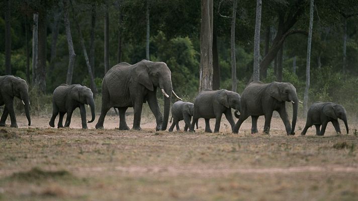 África salvaje: Los elefantes de Mashatu
