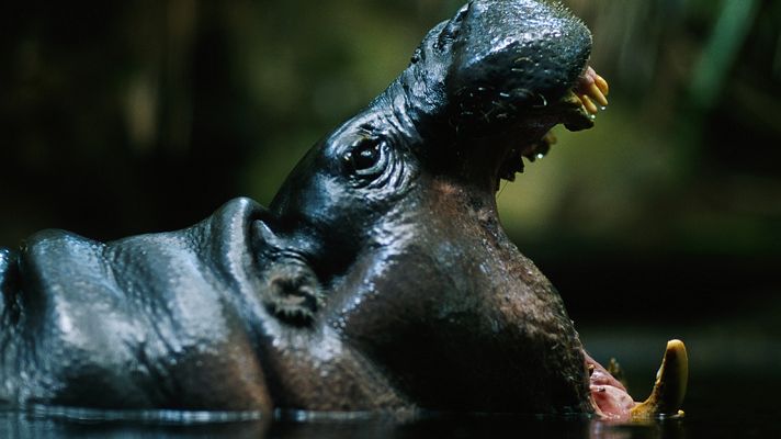 África Salvaje: La charca de los hipopótamos