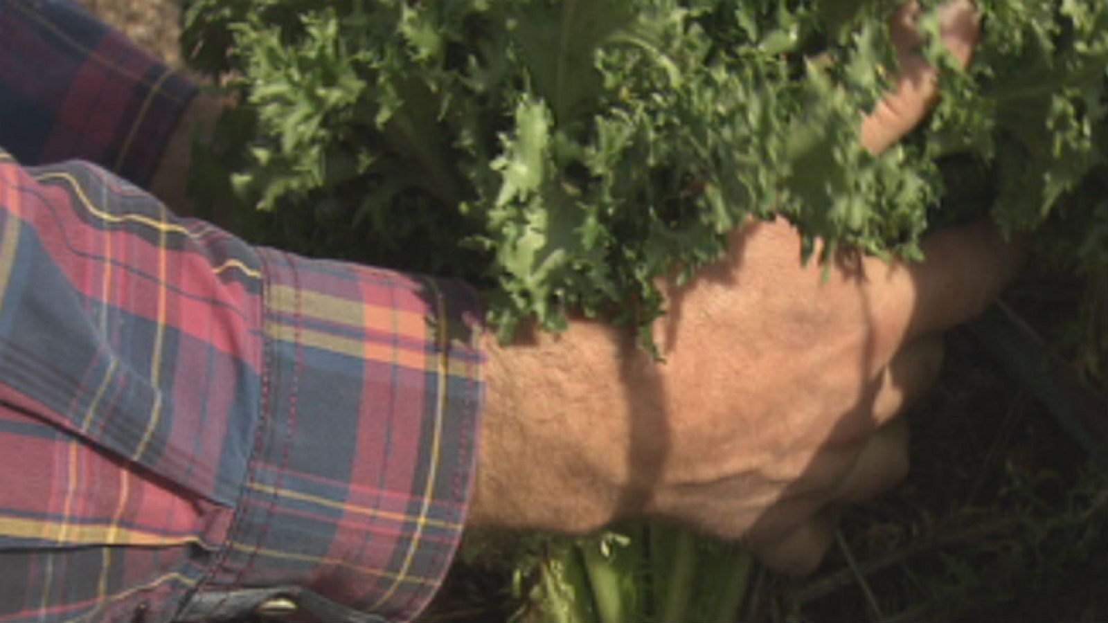 La escarola, una súper heroína