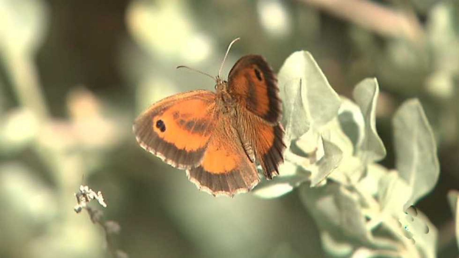 El escarabajo verde - Alas de luz - ver ahora