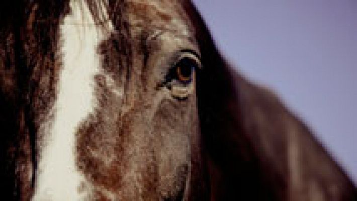 Preparación y cuidados de los animales del toreo a caballo