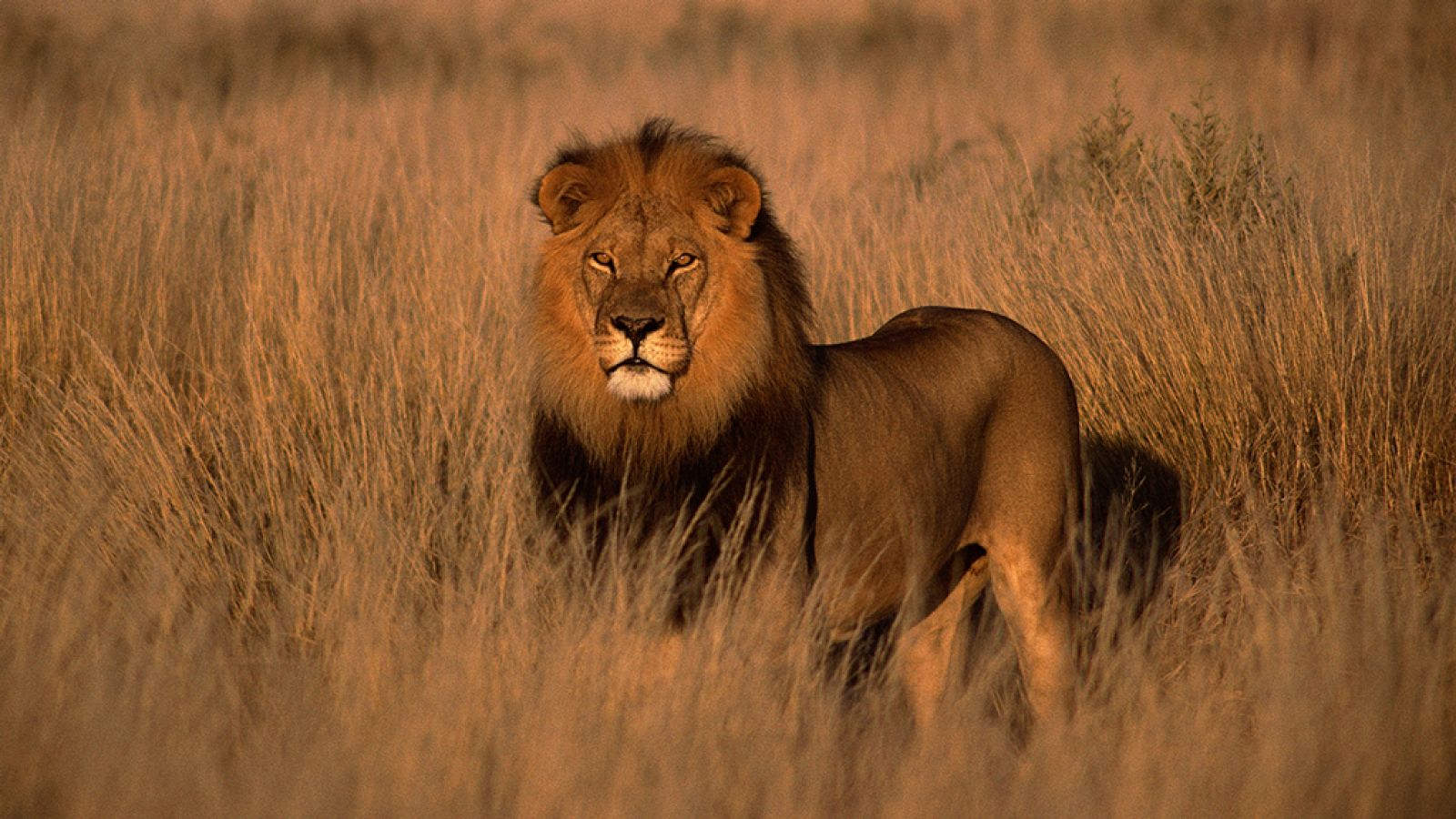 Grandes documentales - África salvaje: Gran safari