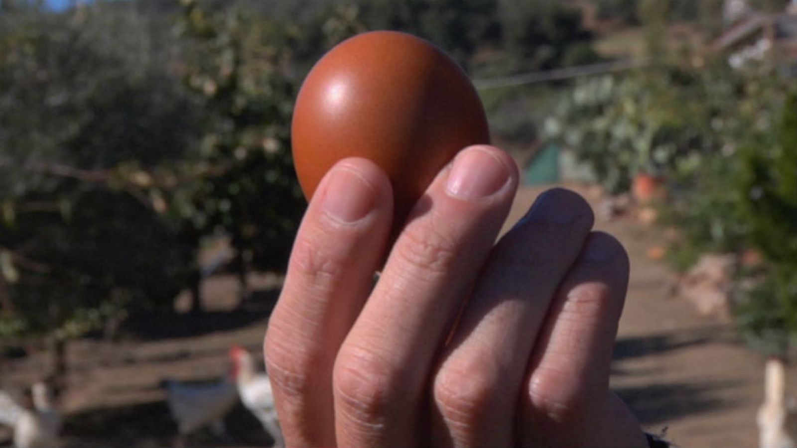 Huevos, alimento redondo