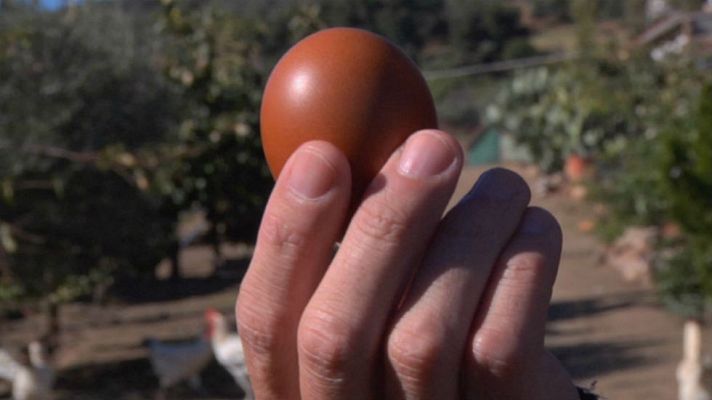Aquí la Tierra - Huevos, alimento redondo