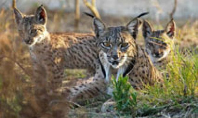 Telediario 1 - Científicos españoles secuencian el genoma del lince ibérico